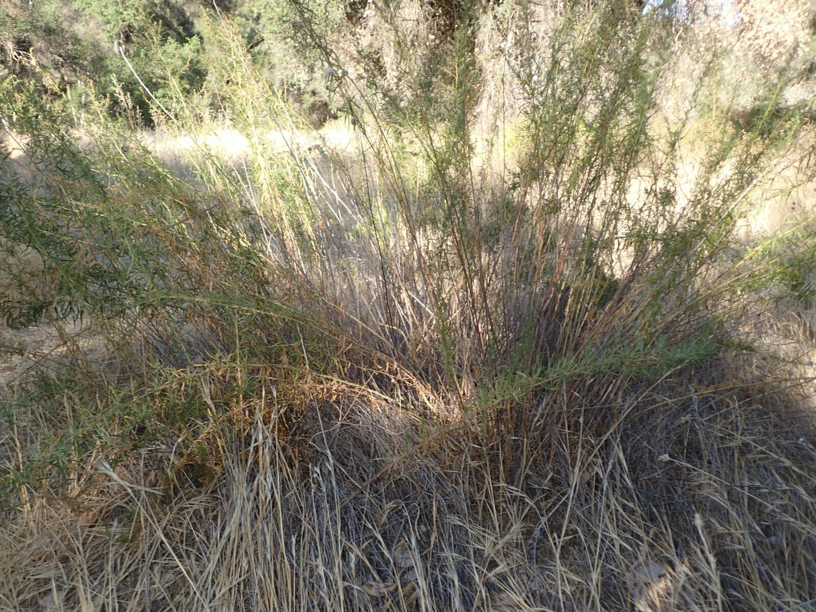 High Resolution Artemisia dracunculus Plant